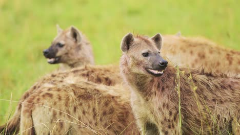Close-shot-of-group-of-hyenas-watching-out-while-feeding-on-remains-of-a-kill,-scavenging-African-Wildlife-in-Maasai-Mara-National-Reserve,-dangerous-safari-animals