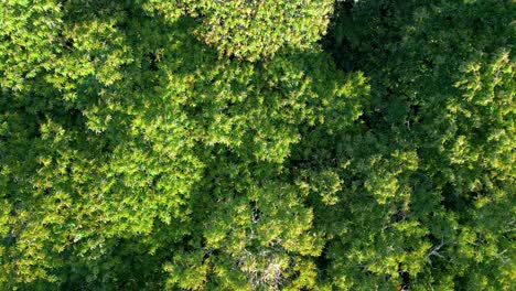 Bird's-Eye-View-Of-Treetops-Of-A-Tropical-Rainforest---drone-shot