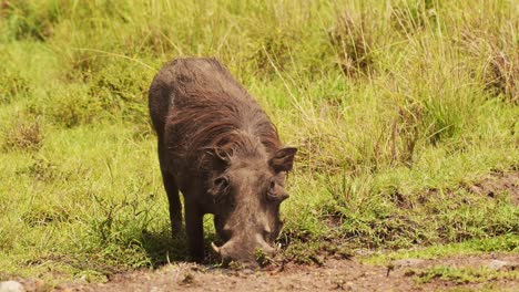 Slow-Motion-Shot-of-Warthog-playing-and-wallowing-next-muddy-puddle,-cooling-off,-African-Wildlife-in-Maasai-Mara-National-Reserve,-Kenya,-Africa-Safari-Animals-in-Masai-Mara-North-Conservancy
