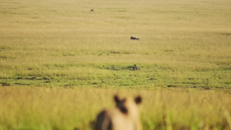 Lion-up-high-on-hill-watching-prey-track-across-wide-open-African-savannah-savanna,-Wildlife-in-Maasai-Mara-National-Reserve,-Kenya,-Africa-Safari-Animals-in-Masai-Mara-North-Conservancy