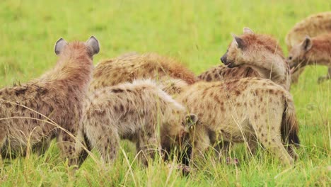 Cackle-of-Hyenas-feeding-on-a-scavenged-kill,-eating-remains-of-animal-in-the-Maasai-Mara-National-Reserve,-Kenya,-Africa-Safari-Masai-Mara-North-Conservancy