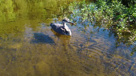Ein-Vogel-Oder-Eine-Ente-Schwimmt-Mittags-Ruhig-Auf-Klarem-Wasser-Mit-Algengrüner-Bodenbedeckung