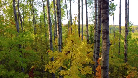 Luftdrohnenaufnahme,-Die-An-Einem-Sonnigen-Tag-Durch-Einen-Farbenfrohen-Herbstwald-Mit-Gelbem-Und-Orangefarbenem-Laub-Fliegt