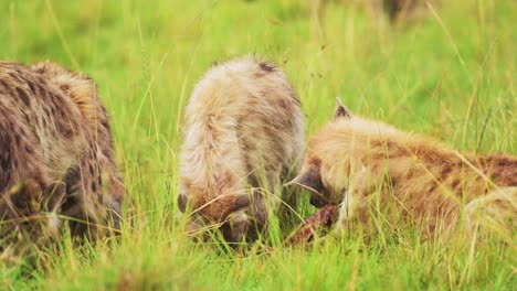 Close-shot-of-group-of-hyenas-watching-out-while-feeding-on-remains-of-a-kill,-scavenging-African-Wildlife-in-Maasai-Mara-National-Reserve,-dangerous-safari-animals