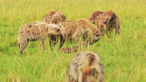 Slow-Motion-Shot-of-African-Wildlife-in-Maasai-Mara-National-Reserve,-cackle-of-Hyena-scavenging-for-prey,-feeding,-Kenya,-Africa-Safari-Animals-in-Masai-Mara-North-Conservancy