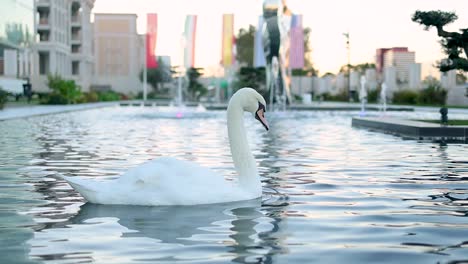 Swan-paddling-in-slow-motion-in-an-industrial-fountain-at-dawn