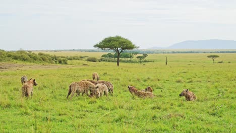 Slow-Motion-Shot-of-Pack-of-Hyenas-spread-out-over-a-kill-on-lush-grassland,-African-Wildlife-feeding-in-the-Maasai-Mara,-Kenya,-Africa-Safari-Animals-scavenging-for-food-in-Masai-Mara