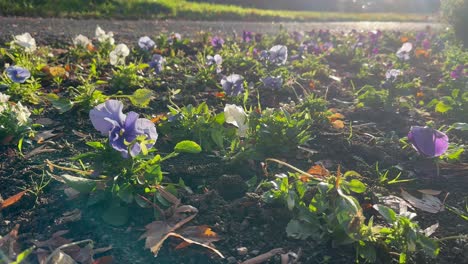 A-field-of-purple-and-white-pansies-flowers-growing-in-warm-light