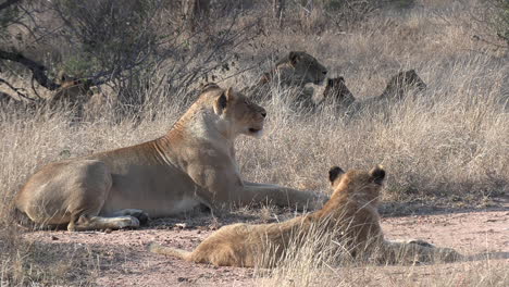 A-pride-of-lions-lazing-together-in-the-early-morning-sun