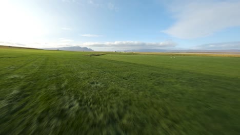 Low-angle-aerial-view-of-a-green-meadow-with-yellow-grass-near-a-village-in-Iceland,-captured-using-an-FPV-drone-on-a-sunny-summer-day