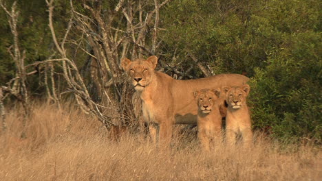 A-lioness-with-her-cubs-stand-in-front-of-the-bushes-and-look-into-the-distance