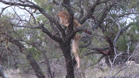 Lion-cubs-are-playing-in-a-tree,-one-dangles-from-a-branch-and-falls-down