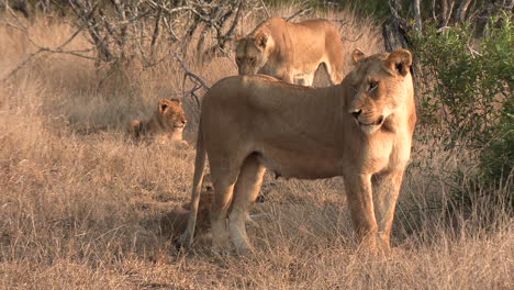 Lionesses-with-their-cubs-in-the-bushes-of-an-African-game-reserve