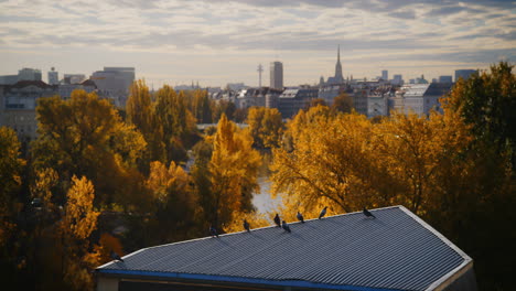 Flock-of-pigeons-or-birds-sit-on-roof-looking-over-golden-yellow-fall-trees-with-Spittelau-Vienna-Austria-skyline