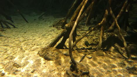 Wurzelbaum-Unter-Wasser,-Reflexionslicht-Auf-Dem-Boden