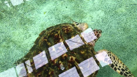 Meeresschildkröten-Schwimmen-Im-Becken-Des-Meeresschildkrötenschutzzentrums