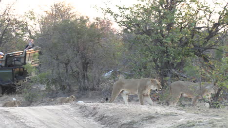 Lionesses-followed-by-small-cubs-passing-safari-vehicles-on-the-road