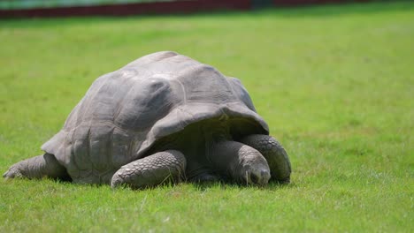 Telephoto-large-old-tortoise-grazing-green-grass,-copyspace-static-shot