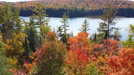 A-bird's-eye-view-over-autumn-forests-between-the-trees-towards-a-large-lake