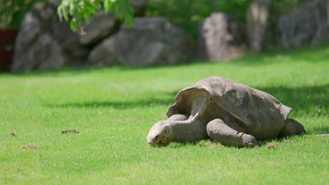 Telephoto-big-land-turtle,-tortoise-grazing-green-meadow-in-zoo-on-sunny-day