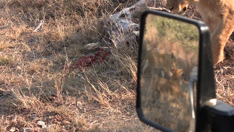 A-young-lion-walks-past-a-vehicle,-the-other-cubs-are-visible-in-the-side-mirror
