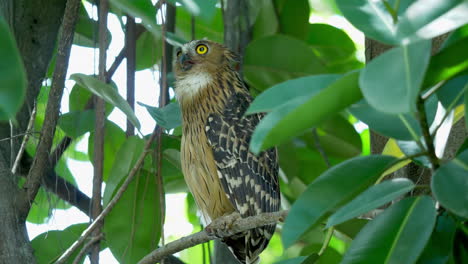 Buffy-fish-owl-perched-on-tree-in-Hampstead-Wetlands-Park,-Singapore