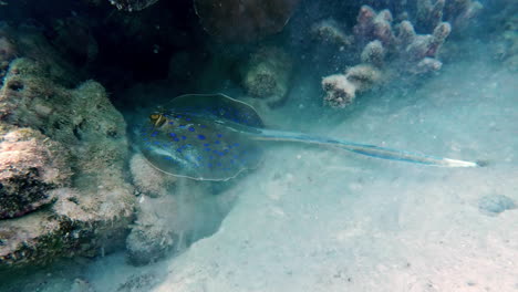 Scuba-diver-finds-a-stingray-in-the-Red-Sea