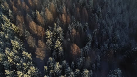Drop-Down-Blick-Auf-Den-Verschneiten-Fichtenwald-Und-Den-Blick-Auf-Einen-Wunderschönen-Sonnenuntergang-Mit-Nebel-Im-Winter