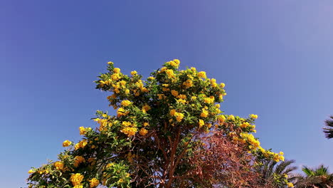 Beautiful-blooming-yellow-bush-in-tropical-landscape,-view-from-bellow