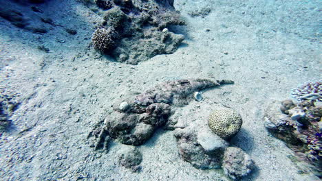 Fish-hiding-in-sand-on-bottom-of-tropical-ocean,-divers-view