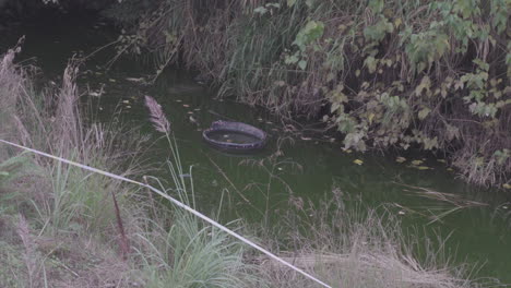 There-is-a-broken-tire-floating-in-the-pond