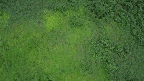 The-drone-perspective-of-the-virgin-forest-in-the-no-man's-land
