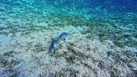 Korallenriffe-Und-Tropische-Fische-Im-Roten-Meer,-Ägypten