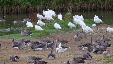 A-group-of-Spoonbills-sitting-on-the-edge-of-a-saltwater-marsh-surrounded-by-geese