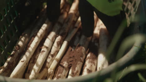 White-Asparagus,-sandy-from-harvest,-taken-out-of-a-basket-by-a-farmworker,-top-angle-close-up-and-slow-motion,-handheld-gimbal