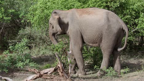 Elefante-Salvaje-En-El-Parque-Nacional-De-Yala
