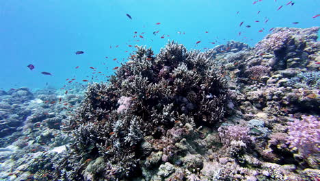 Viele-Fische-Schwimmen-Unter-Wasser-In-Der-Nähe-Der-Küste-Ägyptens,-Taucheransicht