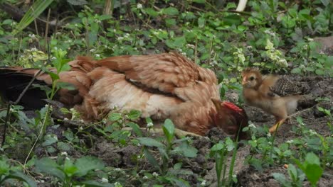 Chicken-relaxing-on-ground---chick