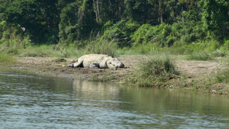 Un-Cocodrilo-Muggar-Descansando-En-La-Orilla-De-Un-Río-Con-La-Selva-Al-Fondo