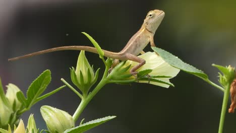 Lizard-in-flower-waiting-for-food-