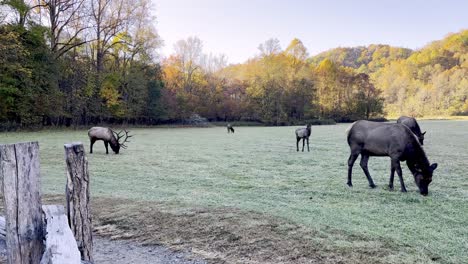 Elk-grazing-in-a-pasture-outside-Cherokee-NC,-North-Carolina
