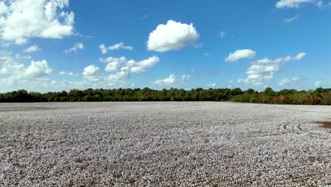 aerial-fast-push-over-cotton-field-near-montgomery-alabama