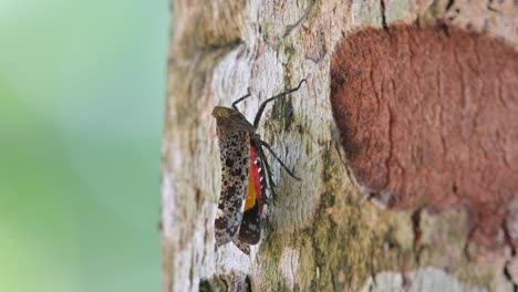 Camera-zooms-out-showing-this-insect-with-lovely-colours-under-its-wings,-Penthicodes-variegate-Lantern-Bug,-Thailand