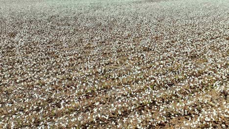 cotton-field-and-plants-near-montgomery-alabama