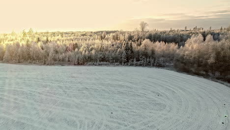 Luftaufnahme-Des-Winterwunderlandes-Mit-Schnee-Im-Kiefernwald-Während-Des-Sonnenuntergangs