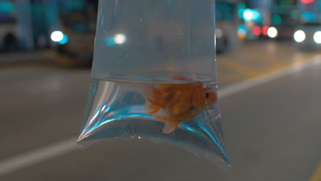 Close-up-view-of-plastic-package-with-gold-fish-on-the-cityscape-background