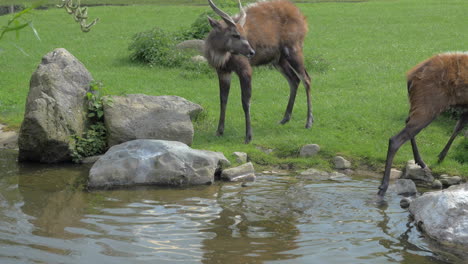 Two-sitatunga-by-pond-in-the-zoo-or-nature-reserve