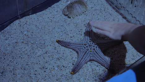 Female-hand-touching-starfish-in-aquarium