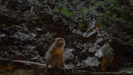 Monkey-in-Batu-Caves-Malaysia