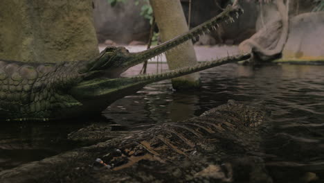 False-gharial-with-open-jaws